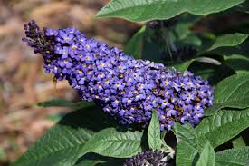 It sends up flower stalks in the spring that start out with pink buds and then open to light blue flowers. Pugster Blue Butterfly Bush Calloway S Nursery