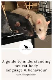 Pet Rat Body Language Behaviour Pet Rats Pet Rat Cages Pets