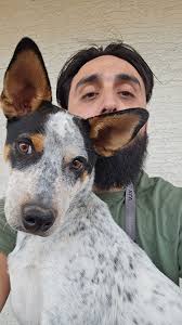 Will a Queensland heeler puppy's floppy ears stay that way?