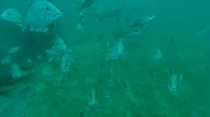 Artificial Reefs W Fad S Of Pensacola Strikelines Fishing Charts