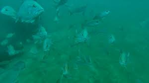 artificial reefs w fad s of pensacola strikelines fishing charts