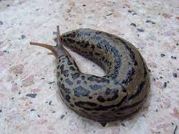 Nacktschnecken bekämpfen mit hilfe der natur! Was Hilft Gegen Nacktschnecken Unsere Tipps Und Erfahrungen