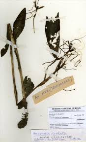 Image result for Habenaria cirrhata