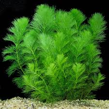 Image result for Limnophila fluviatilis
