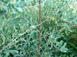 Image result for Combretum imberbe