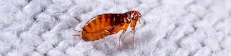 Prevent your backyard from becoming a comfortable breeding ground for fleas, and find out how to there are many different ways that you can prevent your backyard from becoming infested with fleas. Maryland Flea Control Solutions Viking Pest Control
