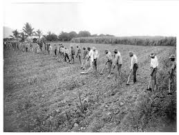 Australian South Sea Islanders In Queensland Stories From The Archives South Seas Queensland South Pacific