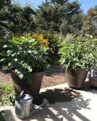Needs protection in cold winter areas. In The Garden With Figs It S Best To Contain Your Excitement The Spokesman Review