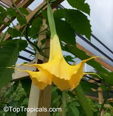 Amazingly, they offer engelstrompeten, a superb book on angel trumpets published in germany (and in german). Brugmansia Hybrid Yellow Angels Trumpet Toptropicals Com