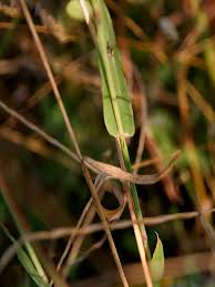 Image result for Perotis