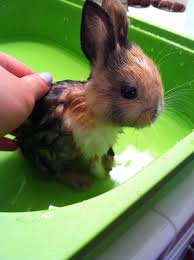 While bunnies are still young, it is important to check up on them regularly to ensure that their bottoms are clean. I Gave My Bunny A Bath Today Aww