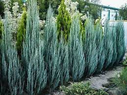 All orders for this vinyl and any order containing it are expected to begin shipping late august. Blue Arrow Juniper Trees For Sale The Tree Center