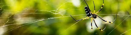 Normalerweise ist man froh, wenn keine spinnen im haus zu finden sind. Spinnen Einfach Entfernen Kammerjager Ratgeber