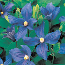 We did not find results for: Clematis Durandii At Wayside Gardens