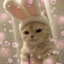See more ideas about anime, matching icons, anime icons. Cat Pfps Explore Tumblr Posts And Blogs Tumgir