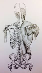 Please share us on facebook www.bit.ly/1riaskl. Skull To Pelvis Back Bones Muscles By Https Www Deviantart Com Billydoubleu On Deviantart Human Anatomy Art Human Body Art Medical Drawings