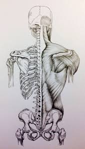 Arrange a meeting with us at our office, we'll be happy to work with you! Skull To Pelvis Back Bones Muscles By Https Www Deviantart Com Billydoubleu On Deviantart Human Anatomy Art Human Body Art Medical Drawings