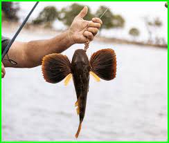 Mimpi pacar nikah sama orang lain mungkin termasuk mimpi yang membuat kecewa dan bersedih. Arti Mimpi Menangkap Ikan Makna Dan Interpretasi Daftarhewan Com