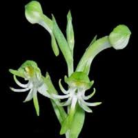 Image result for Habenaria petitiana