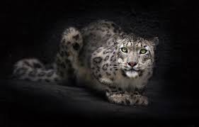 See more ideas about leopard wallpaper, animal print wallpaper, print wallpaper. Wallpaper Look Face Background Wallpaper Snow Leopard Irbis Dark Images For Desktop Section Koshki Download
