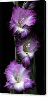 Purple Gladiola Flowers Evening Light Canvas Print Canvas Art By Jennie Marie Schell In 2021 Beautiful Flowers Purple Flowers Gladiolus Flower
