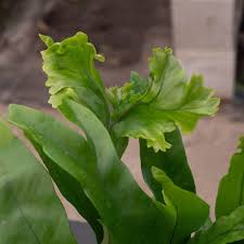 Image result for Microsorum punctatum