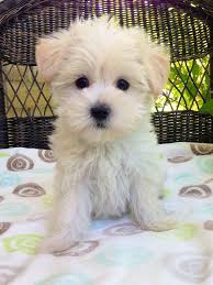 On average, a maltese puppy is going to cost anywhere from $700 to as much as $2,100+. Pin On Adorable Animals