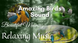 Birds Chirping In The Morning Pin On Lifestyle
