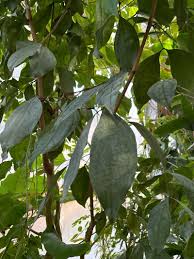 Image result for Copaifera