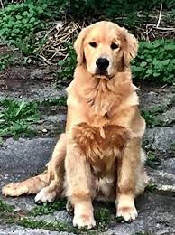Kelore kennels is located in cornish, maine. Our Goldens Golden Retriever Standards Poeticgold Farm