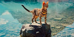 Bengal kittens, savannah kittens, serval kittens and cracal kittens in our large breeding program, all of our kittens are exposed to an appropriate amount of uv lighting. Suki The Canadian Hiking Cat Who Loves Adventures Bengal Cats