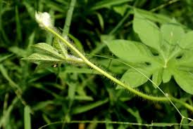 Image result for Ipomoea pes-tigridis