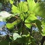 Image result for Obetia tenax