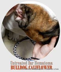 Image result for abscess dog's ear flap