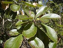 Image result for Terminalia gazensis
