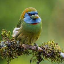 Image result for Euploca katangensis