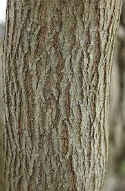 Choose your favorite weeping willow. Buy Golden Weeping Willow Tree Online From Uk Supplier Of Garden Ornamental Trees