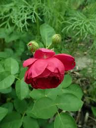 Rose rosse rose meravigliose arbusti mondo fiori fiore bellissimi fiori. Le Rose Romantiche O Nostalgiche Alcune Varieta E Coltivazione