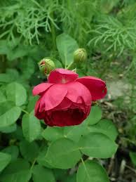 Crescono in rami che raggiungono altezze di 2,5 a 10 cm.gli steli aster è la parola greca per stella, un nome coerente con questa pianta e i suoi fiori bianchi, blu o rosa, che assomigliano alla margherita e. Le Rose Romantiche O Nostalgiche Alcune Varieta E Coltivazione