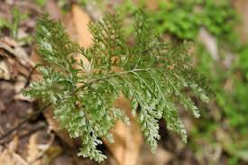 Image result for Hymenophyllum triangulare