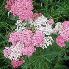 Onlineplantcenter 1 Gal Saucy Seduction Yarrow Plant A3133cl The Home Depot Yarrow Plant Drought Tolerant Perennials Plants