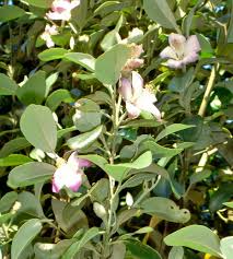 Image result for Lagunaria patersonia
