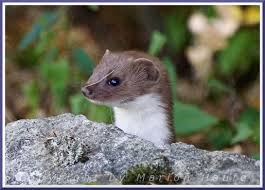 He(e)rmännchen, kleines wiesel, zwergwiesel ein handgroßes energiebündel mit actionbedarf: Uber Ein Mauswiesel Und Andere Mauerbewohner Marionunterwegs De