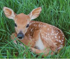 Check spelling or type a new query. Food Plot Options To Attract Your Target Game Species Part 2 Deer Creek Seed