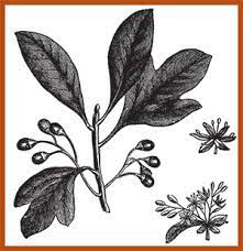 Food and drug administration currently prohibits sassafras bark, oil, and safrole as flavorings or food additives. What Is Sassafras Recovery First Treatment Center