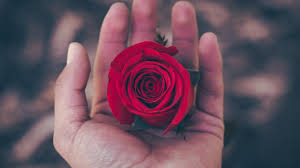 Roses wallpaper for android free stock wallpapers on ecopetit cat. Wallpaper Red Rose Hand 5120x2880 Uhd 5k Picture Image