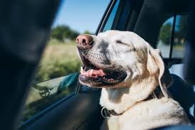犬が車酔いする原因とは？症状や対策、乗せ方や注意点についてわかりやすく解説 | 中古車なら【グーネット】