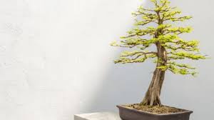 May 24, 2017 · akron, oh ·. Bonsai Tree Care The Complete Guide