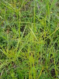 Image result for Cyperus cyperoides