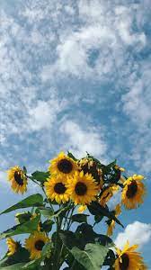 The sides are white,hanging hardware included for both portrait and landscape orientations Sunflower Aesthetic And Sky Image 6362090 On Favim Com